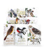 Birds and Trees of North America - Art Department LLC