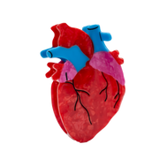 Anatomical Heart Hair Claw