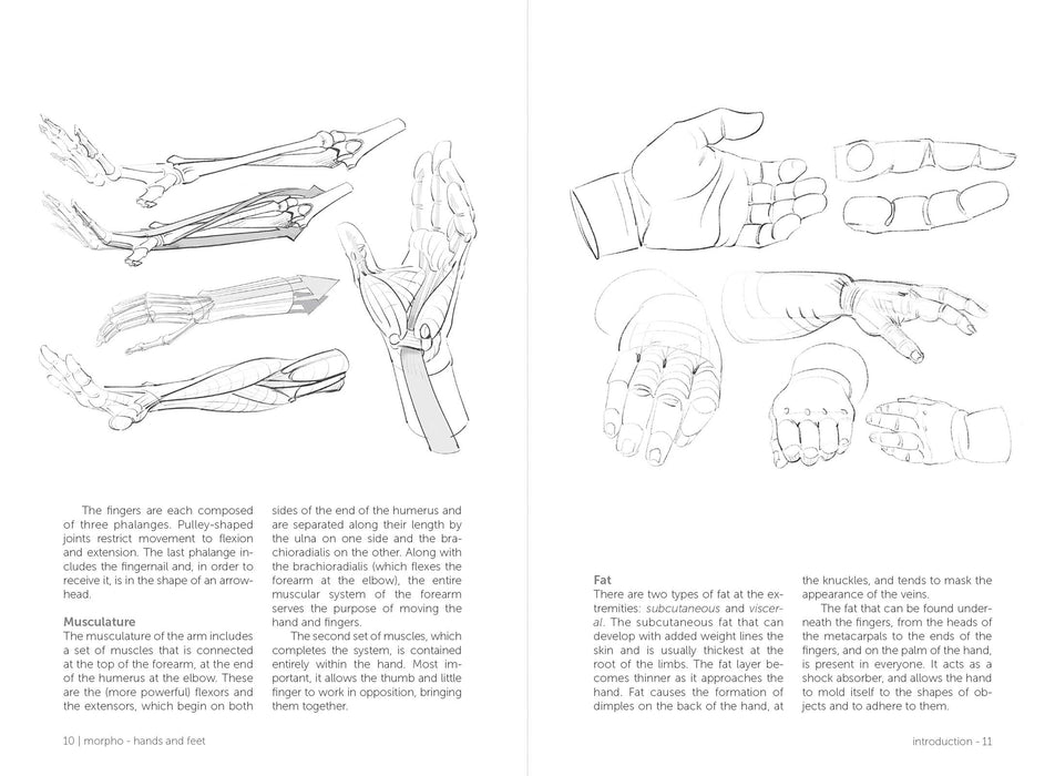 Morpho: Hands And Feet - Art Department LLC