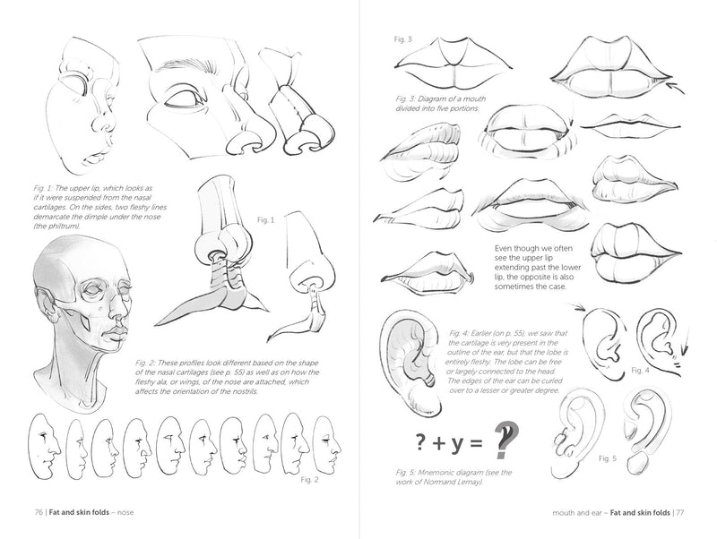 Morpho: Face, Head, And Neck - Art Department LLC