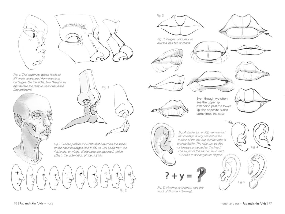 Morpho: Face, Head, And Neck - Art Department LLC