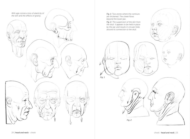 Morpho: Fat And Skin Folds - Art Department LLC