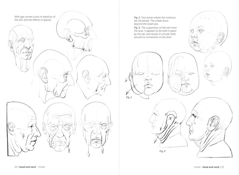 Morpho: Fat And Skin Folds - Art Department LLC