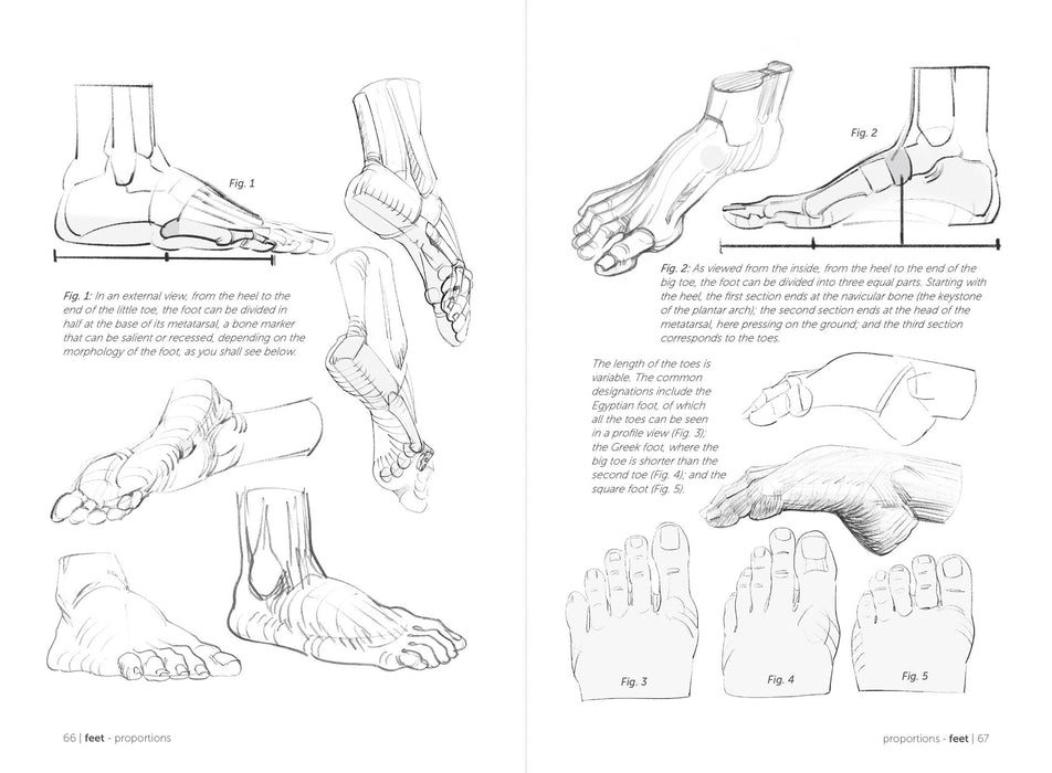 Morpho: Hands And Feet - Art Department LLC