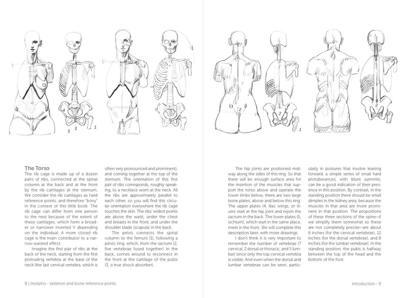 Morpho: Skeleton And Bone Reference Points - Art Department LLC