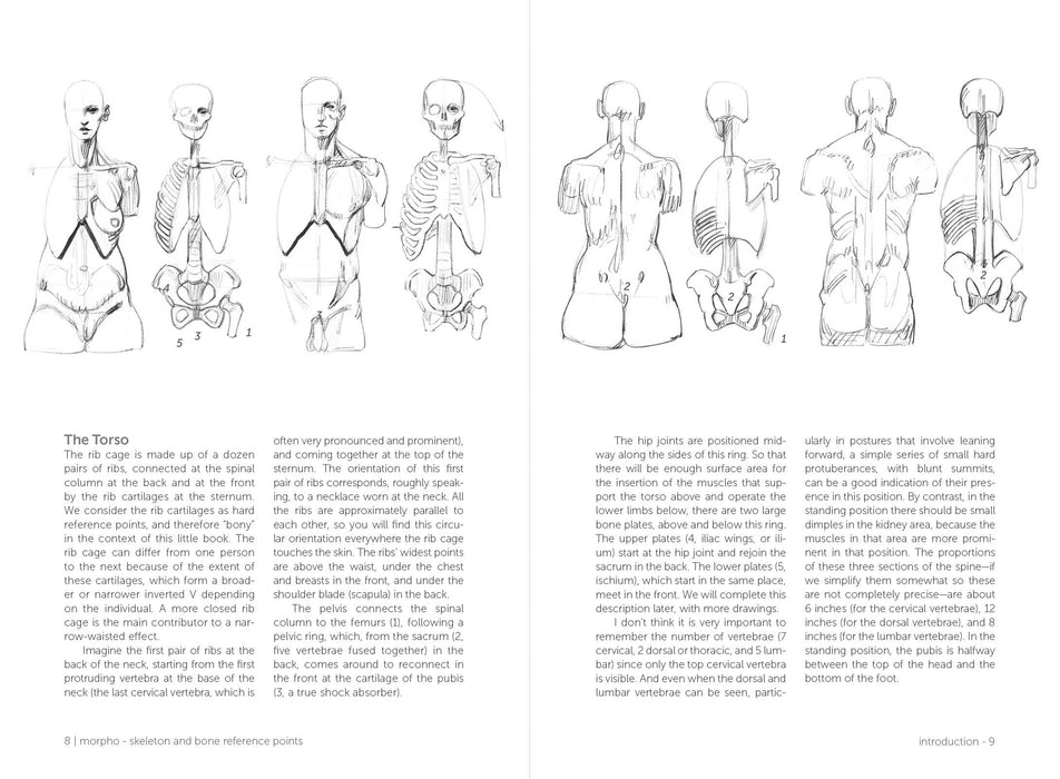 Morpho: Skeleton And Bone Reference Points - Art Department LLC