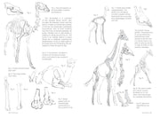 Morpho: Mammals - Art Department LLC