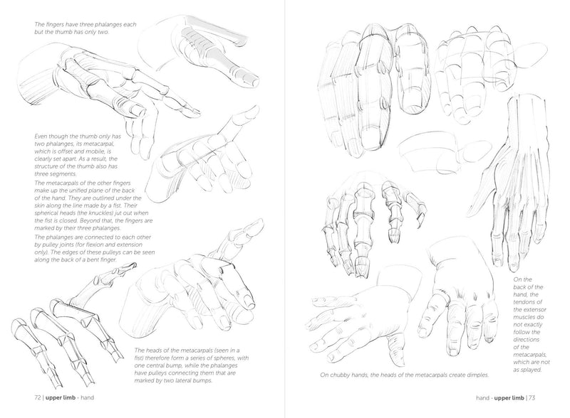 Morpho: Skeleton And Bone Reference Points - Art Department LLC