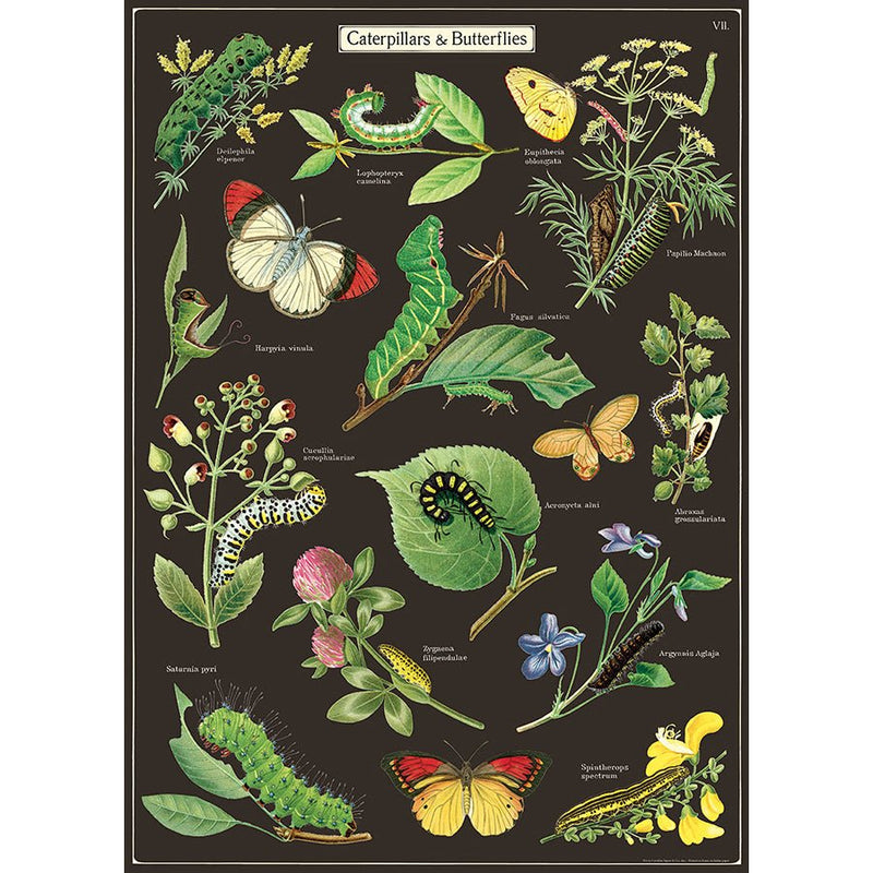 Decorative Paper 19.75 x 27.5 - Art Department LLC