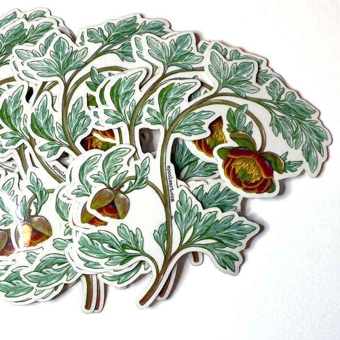 Emily Poole Illustration - Wild Peony Flower Transparent Vinyl Sticker