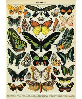 Decorative Paper 19.75 x 27.5 - Art Department LLC
