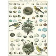 Decorative Paper 19.75 x 27.5 - Art Department LLC