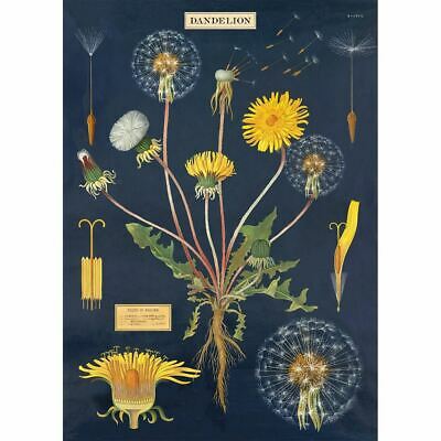 Decorative Paper 19.75 x 27.5 - Art Department LLC
