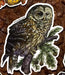 Owl Vinyl Sticker