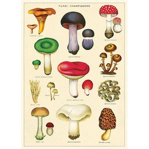 Decorative Paper 19.75 x 27.5 - Art Department LLC
