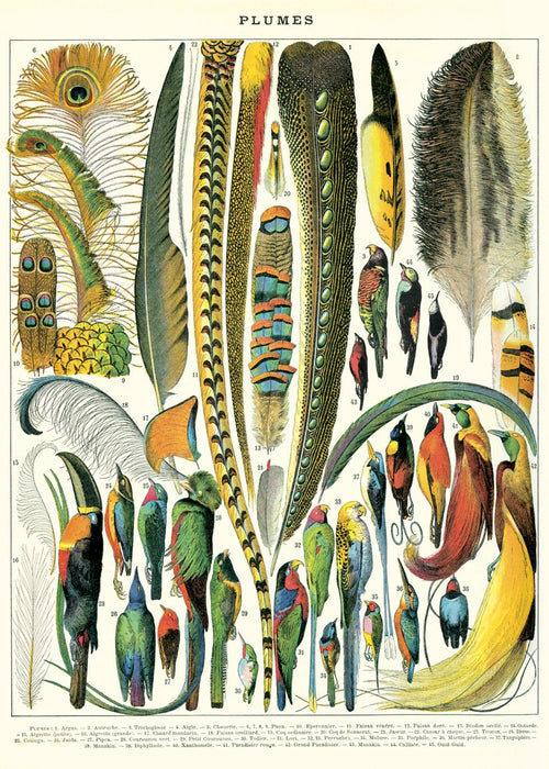 Cavallini & Co. Decorative Paper 19.75 x 27.5